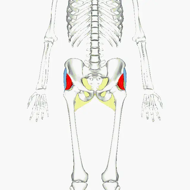 the gluteal muscles
